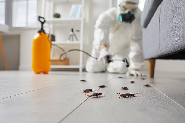 Trusted Rodent Control service in San Dimas, CA - Nex Pest Control
